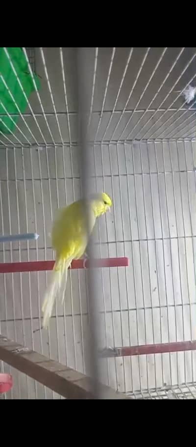 female Yorkshire canary