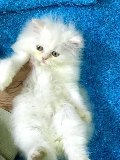 Persian female kitten