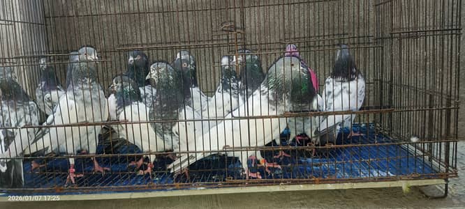 MONEY BACK GURANTED  8 PAIR TADDY