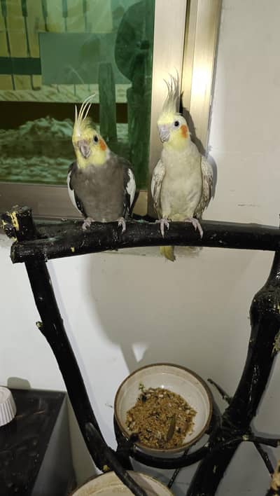cockatiel pair