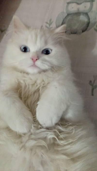 Persian white triple coat