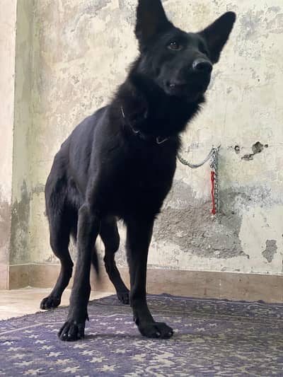 German Shepherd Black (Stock Hair)