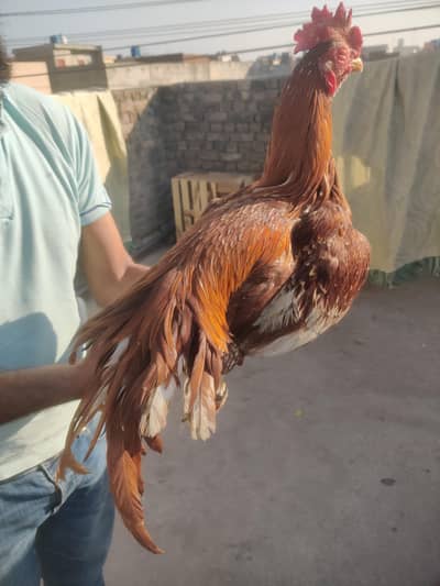 behangum aseel peela whats app 0/3/2/3/4/1/8/2/1/4/1/