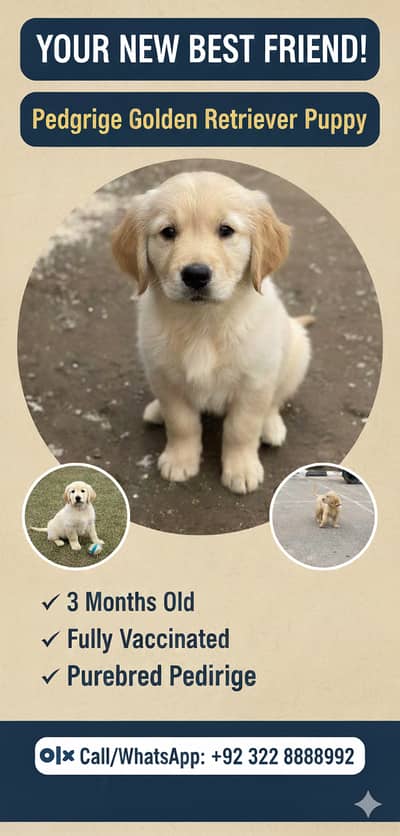 Pedigree Golden Retriever – For Sale