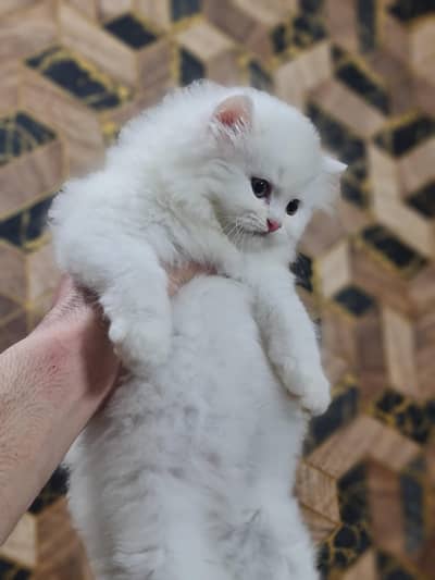 Persian kitten