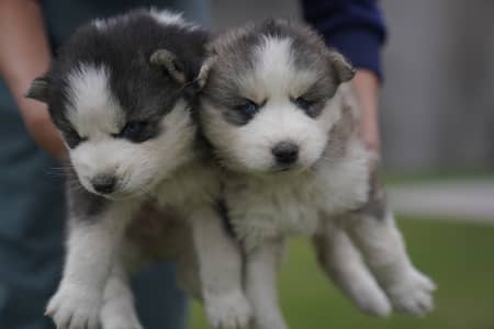 Pure Husky Puppy for Sale | 1 Months Old | Healthy & Active