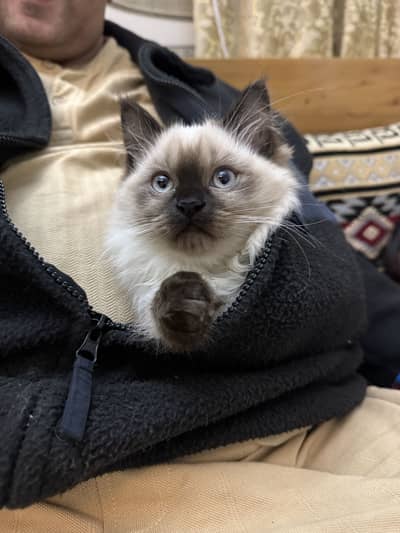 Very beautiful cat Himaliyan