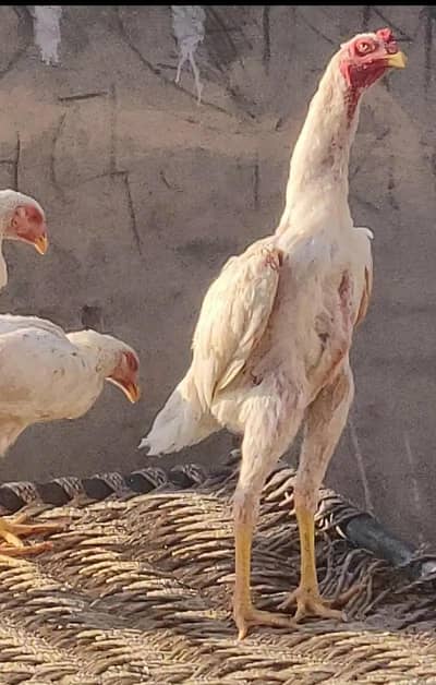 king size shamo /high quality/white shamo/pure aseel shamo egg