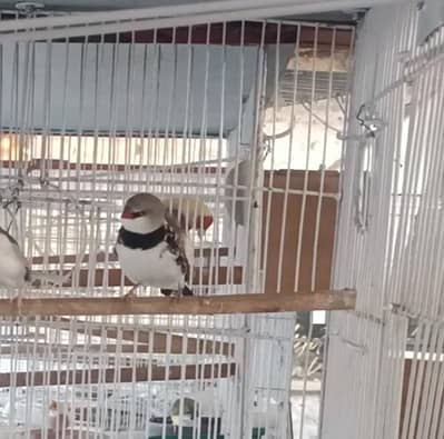 diamond sperow red tail