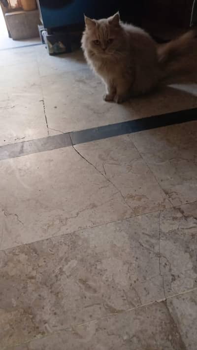 I have 2 pairs of Punch Face Double quoted fully vaccinated