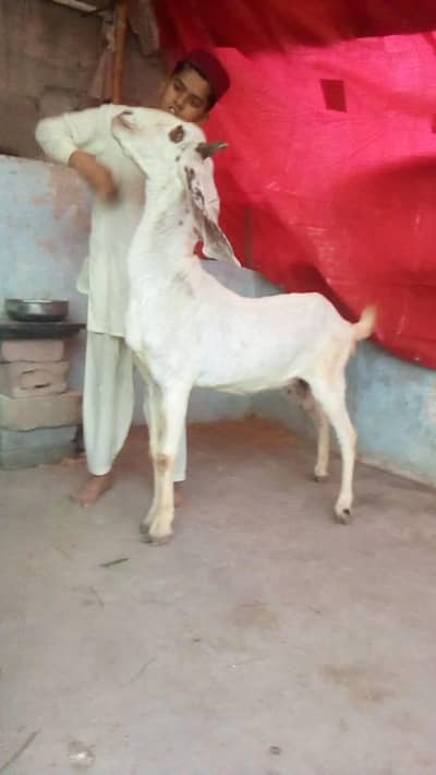 4 dant bakri Desi bakri hia punjab ki add purha perh ker rabta kerna
