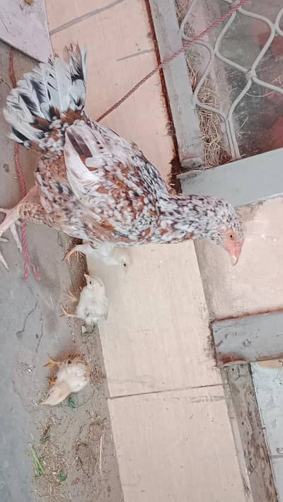 1 aseel  murgi 4 chuza