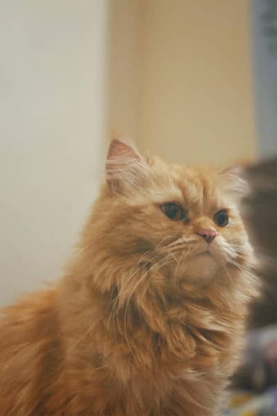 persain cat