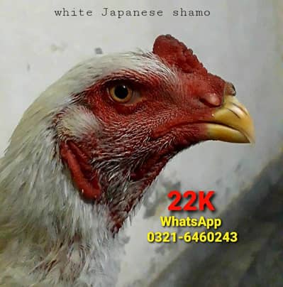 Japanese Shamo Male & cage