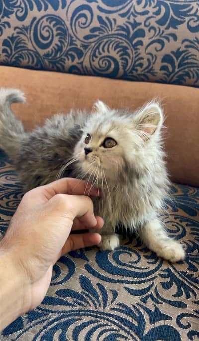 Grey Colour Tripple Coated Kitten