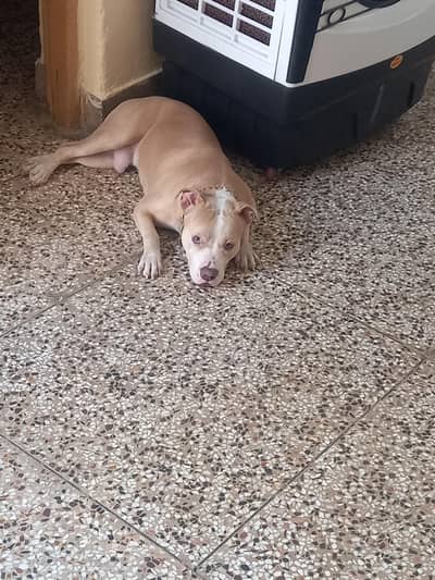 top class 0 size pitbull male