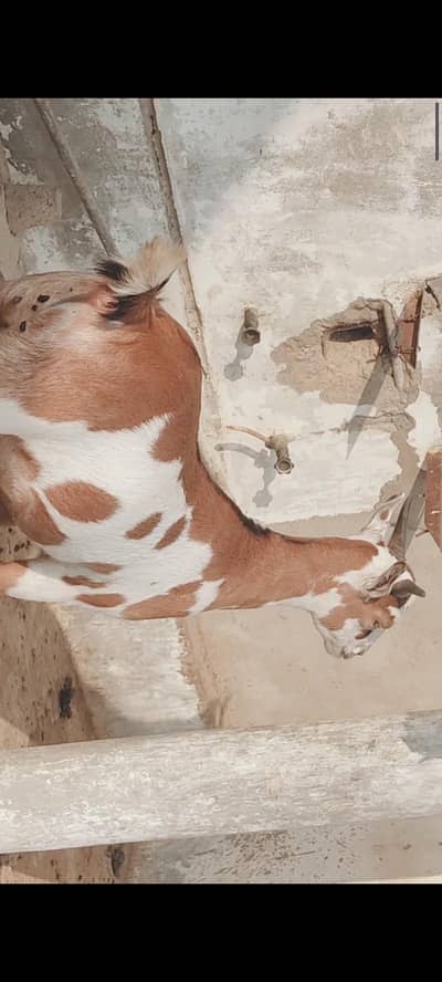 Qurbani 2026 Khassi Bakray fresh 2 Dant. .