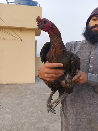 Thai dregon aseel male top quality