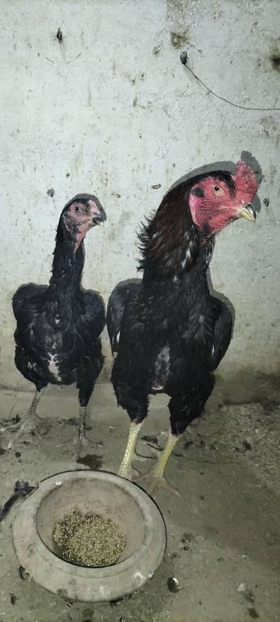 kamaliya aseel for sale  breeders