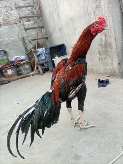 aseel pair urgent sale /03117530073