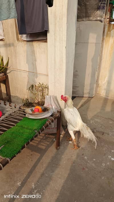 German 0 shamo breeder male # German 0 shamo