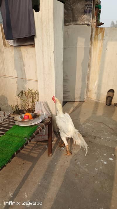 German 0 shamo trio set with chicks (read description)