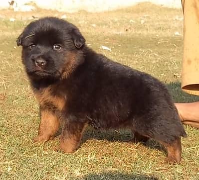 k German Shepherd puppies for sale