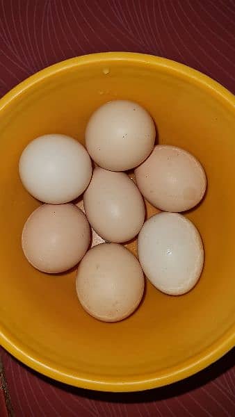 Desi Eggs