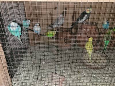 Budgies Breeder Pair