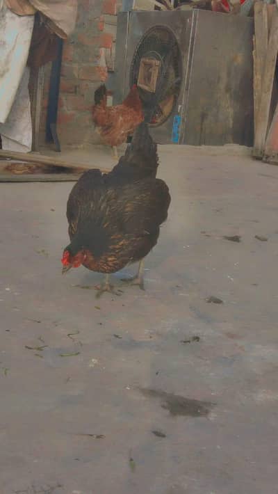 Desi anda dene wali murgi