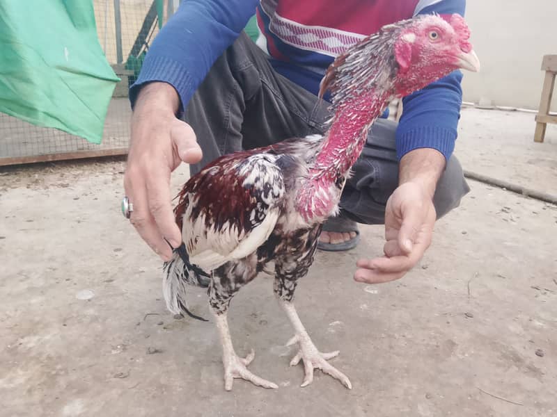 Aseel Patha & Pathi 0