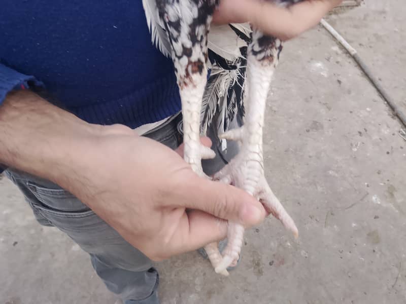 Aseel Patha & Pathi 1