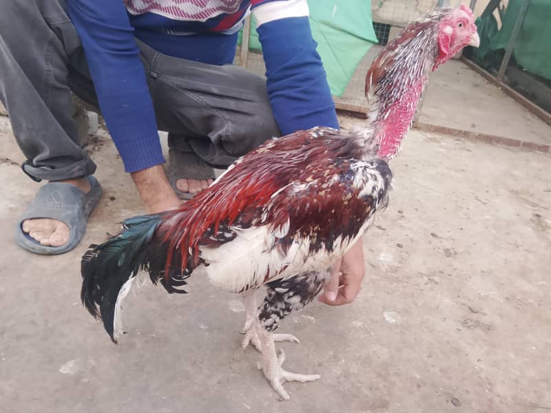 Aseel Patha & Pathi 2