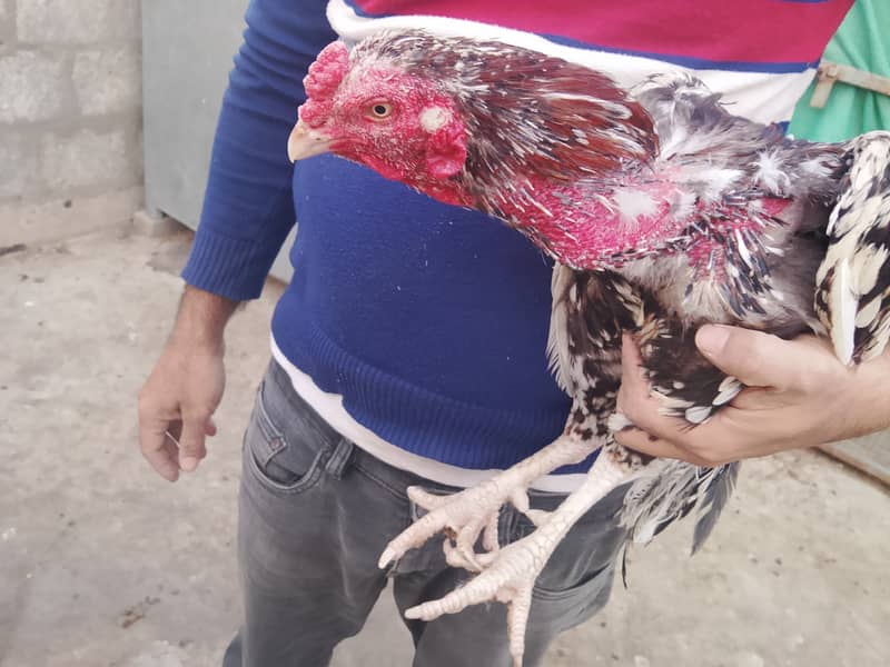 Aseel Patha & Pathi 4