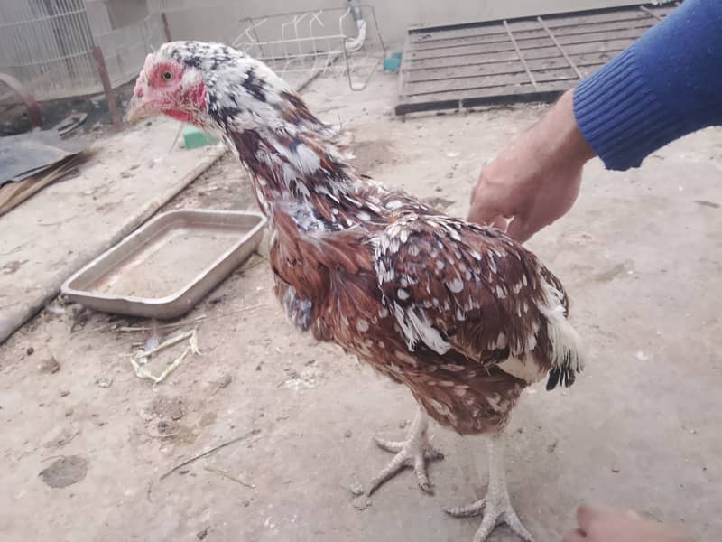 Aseel Patha & Pathi 6