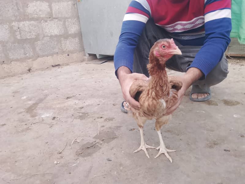 Aseel Patha & Pathi 7