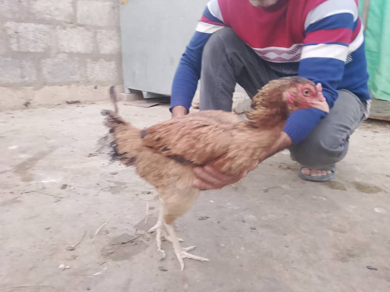 Aseel Patha & Pathi 8