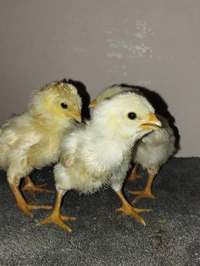 Aseel Heera chicks