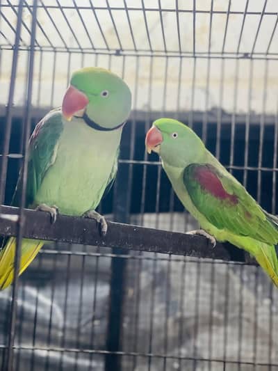 raw parrot male and female pair