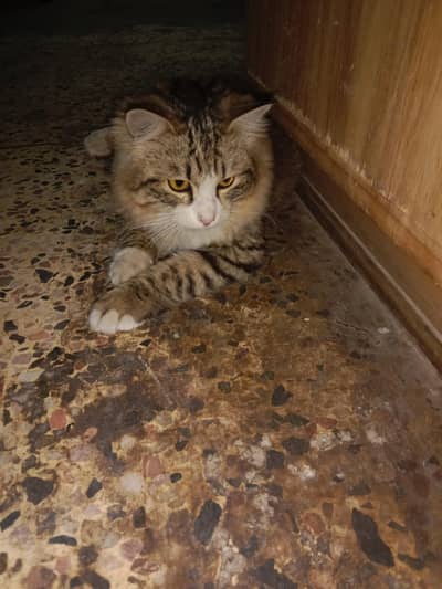 indoor friendly Persian cat