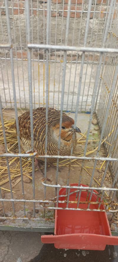 Dakhni Teetar breeder pair