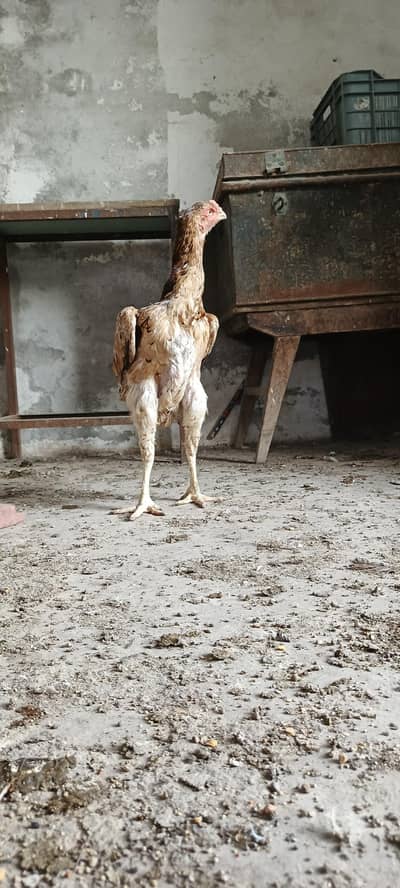 German 0 shamo breeder female