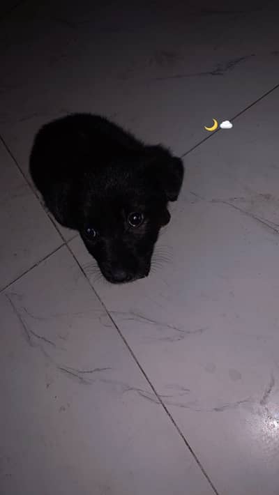 pure black german shepherd