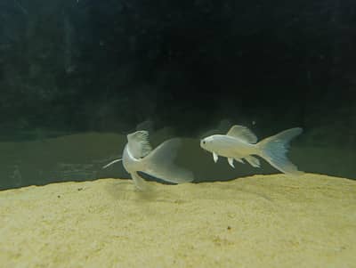fish for sale in lahore