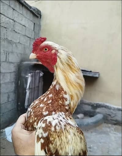 Mianwali bird ( cargo not available location bharakahu islamabad)