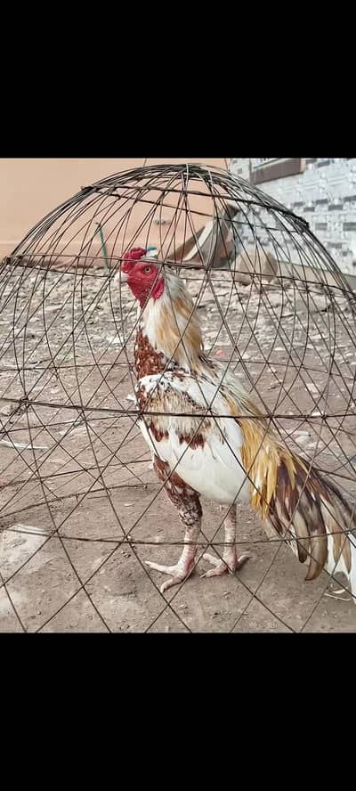 kam b kar dun ga( cargo not available location bharakahu islamabad)