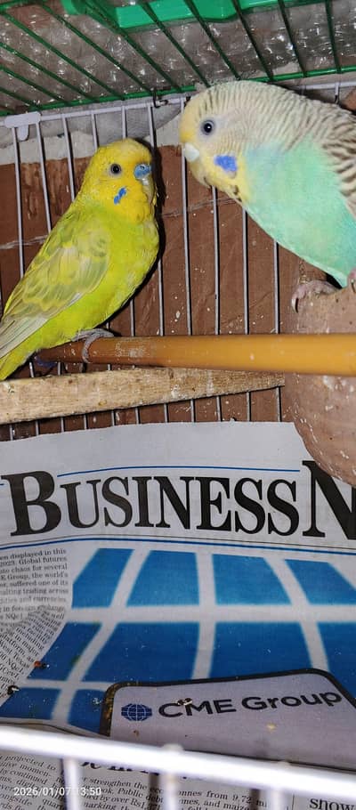 Australian parrot for sale