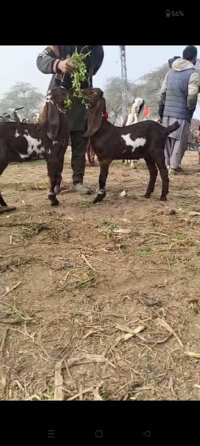 2 nagray male bakray