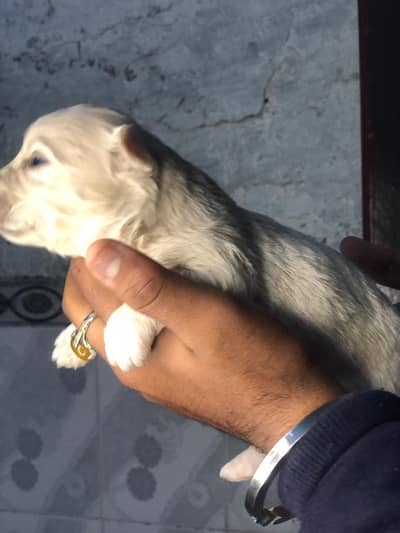 Russian poodles , male , 15 days of age