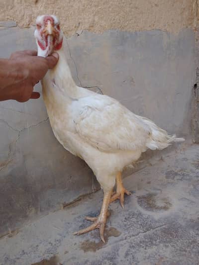 mandarin hen for sale